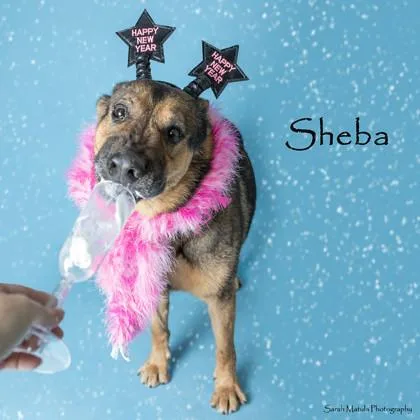 Sheba thumbnail 3