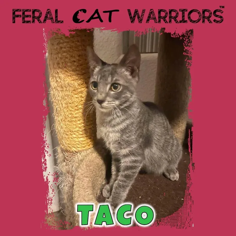 A baby small-sized male Gray / Blue / Silver Domestic Short Hair cat named Taco for adoption in Kingman, AZ