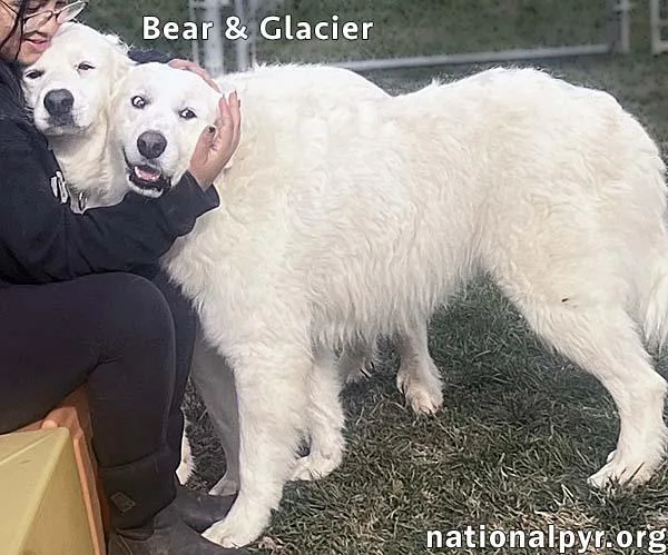 Glacier & Bear In thumbnail 2
