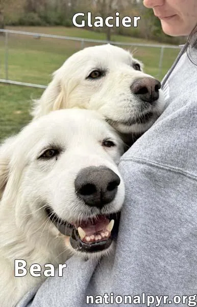 Glacier & Bear In thumbnail 3