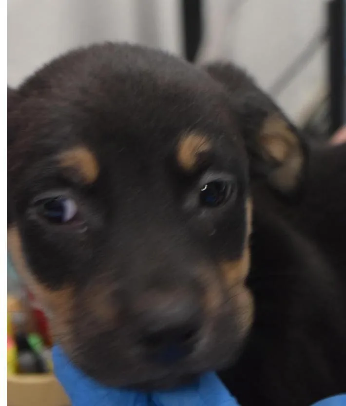 A baby medium-sized male Labrador Retriever dog named Scout for adoption in Pahrump, NV