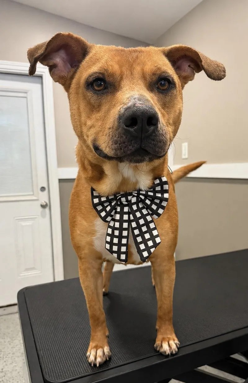 An adult medium-sized male Mixed Breed dog named Mylo for adoption in Randleman, NC