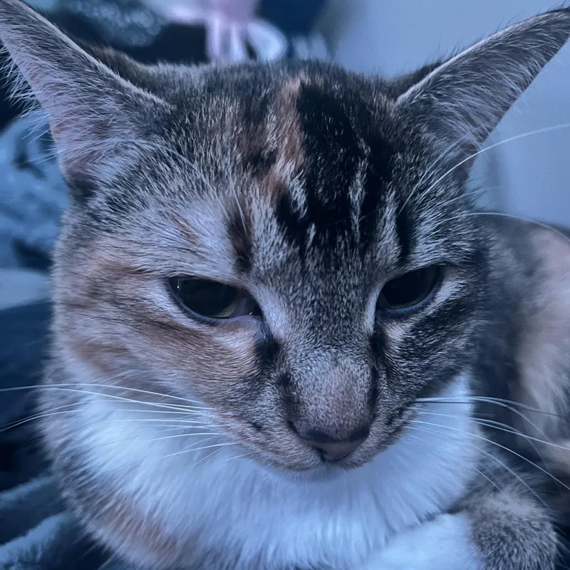 Olive thumbnail 2