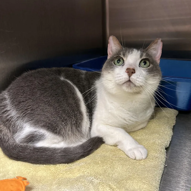 An adult medium-sized female Gray & White Domestic Short Hair cat named Camilla the Chicken for adoption in La Grange Park, IL