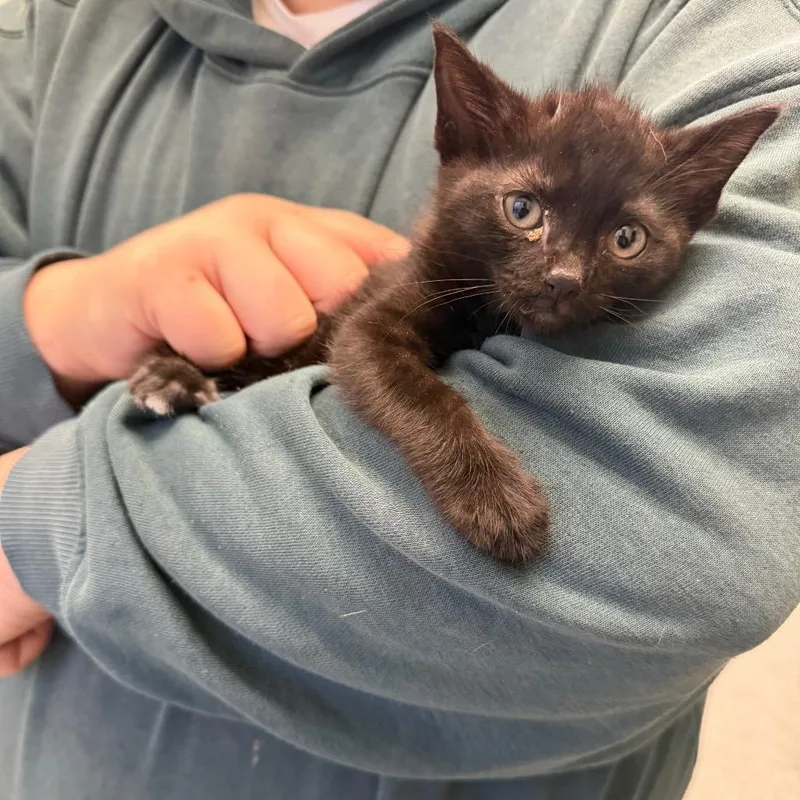 A baby small-sized male Black Domestic Short Hair cat named Tairn for adoption in Enfield, NH