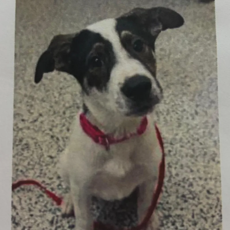 A baby small-sized female White / Cream Mixed Breed dog named Salish for adoption in Newark, DE