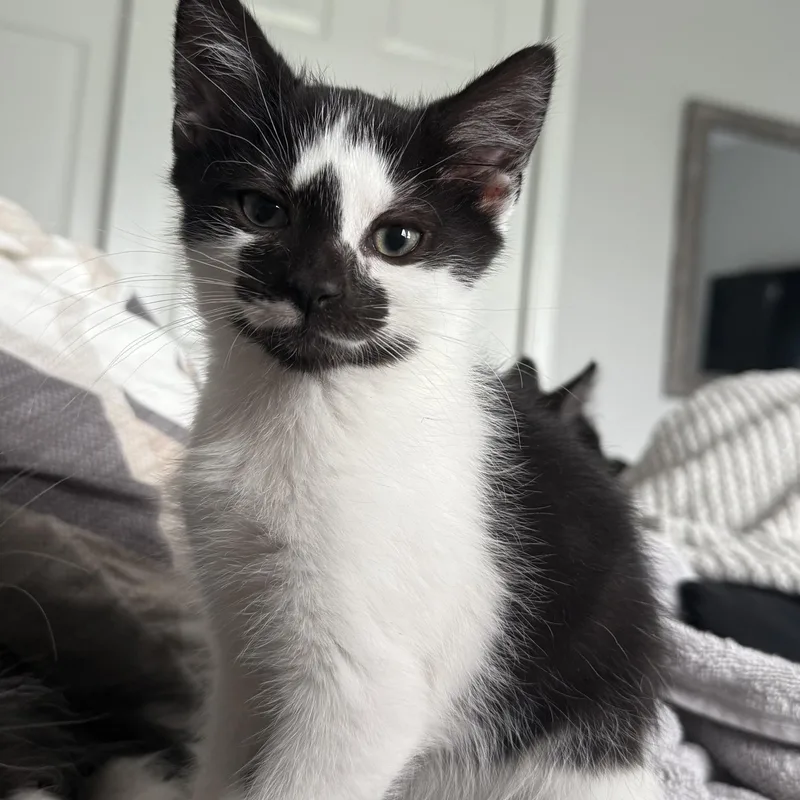 Poe