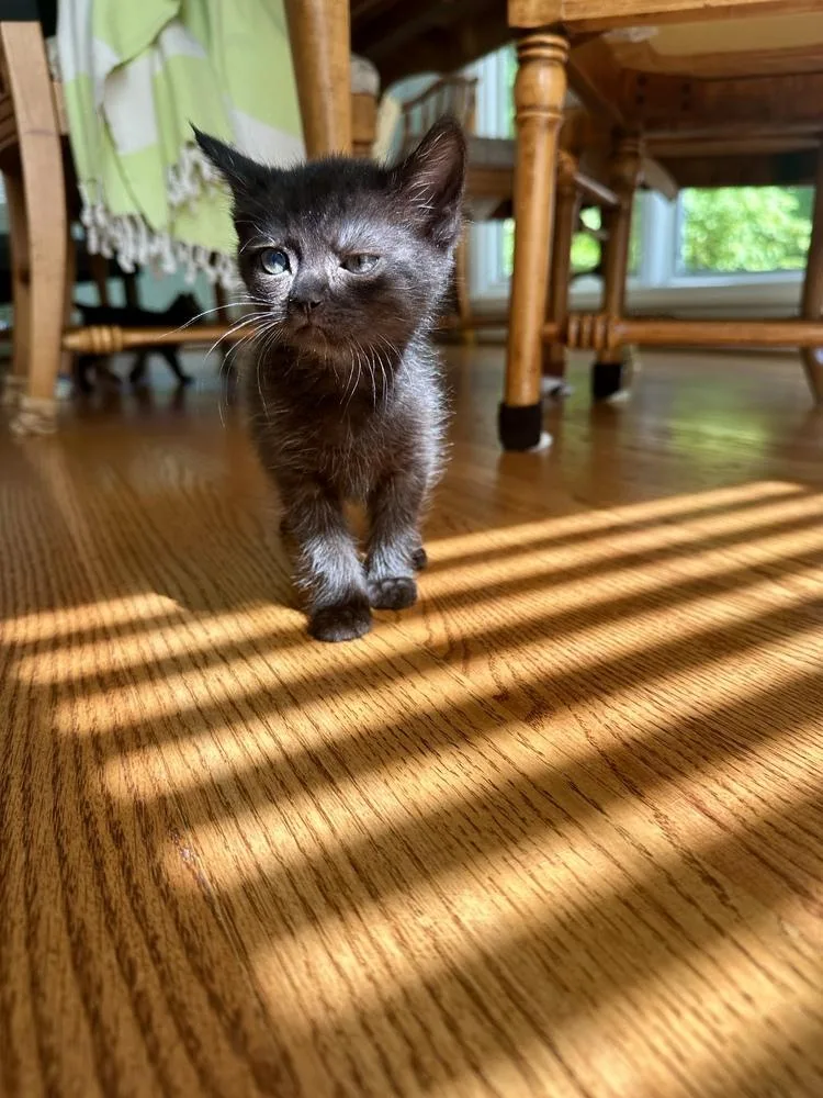 A baby small-sized female Black Domestic Short Hair cat named Callie for adoption in Greensboro, NC