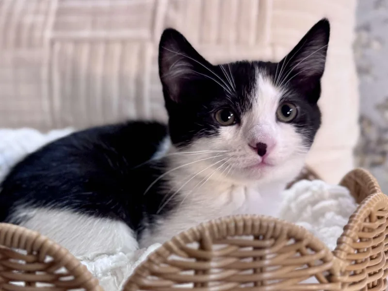 A young medium-sized female White Domestic Short Hair cat named Peony for adoption in Effingham, IL