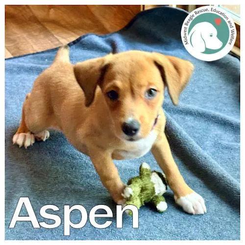 Aspen thumbnail 2