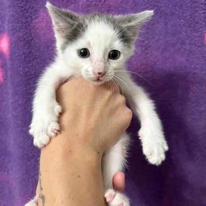 A baby small-sized female Gray / Blue / Silver Domestic Short Hair cat named Crude Oil for adoption in Wichita, KS