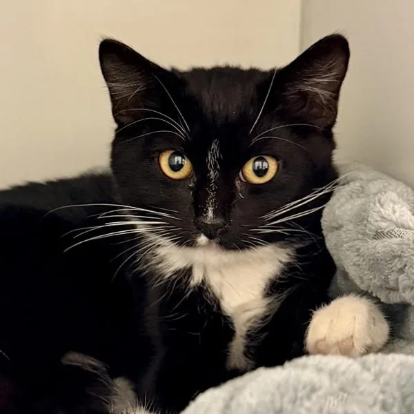 A baby medium-sized female Domestic Short Hair cat named Audrey for adoption in Walnut Creek, CA