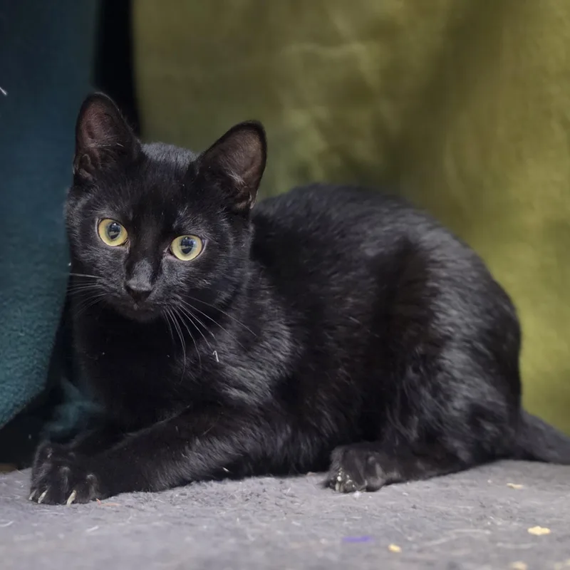 A baby medium-sized male Black Domestic Short Hair cat named Galaxy for adoption in Lowell, AR