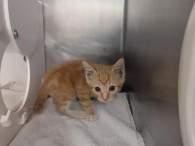 A baby small-sized male Domestic Short Hair cat named Sheldon for adoption in Palo Alto, CA