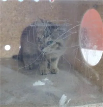 A baby small-sized female Domestic Short Hair cat named Lillian Bubbles for adoption in Louisville, KY