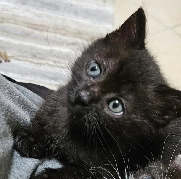 A baby small-sized female Domestic Short Hair cat named Paige for adoption in Novato, CA