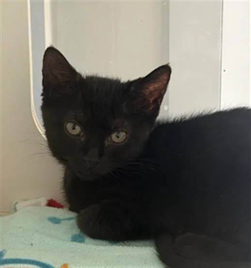 A baby small-sized female Domestic Short Hair cat named Emmy for adoption in Long Beach, CA