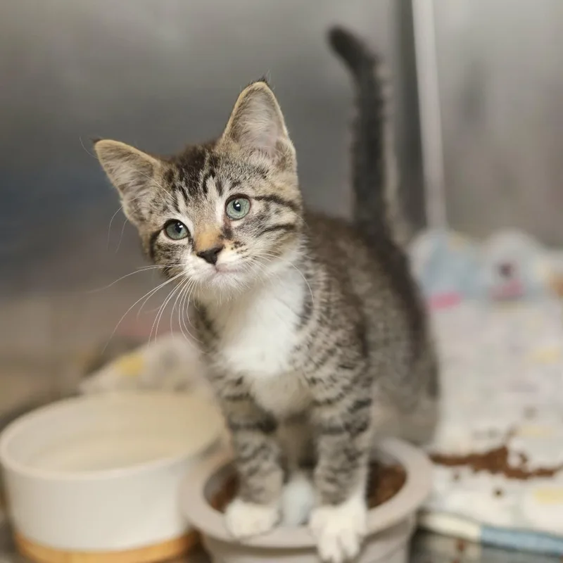 A baby small-sized female Brown / Chocolate Domestic Short Hair cat named Kaboodle for adoption in Evansville, IN