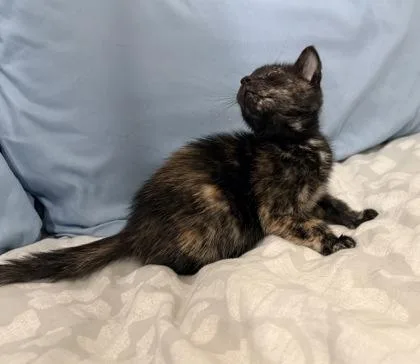 A baby small-sized female Domestic Short Hair cat named Versace for adoption in Chamblee, GA