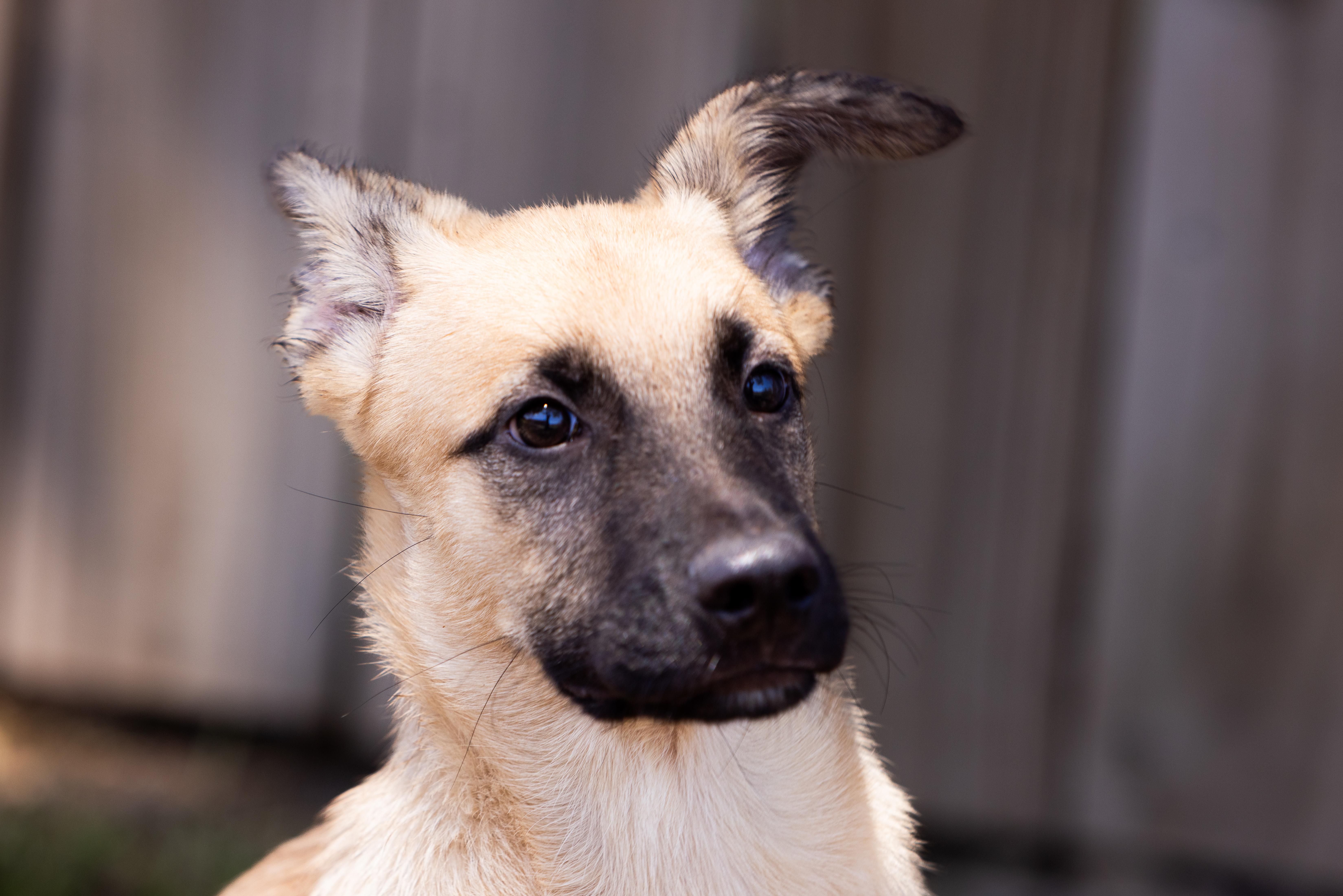 A young large-sized male Brown / Chocolate Shepherd dog named Summit for adoption in Tomball, TX
