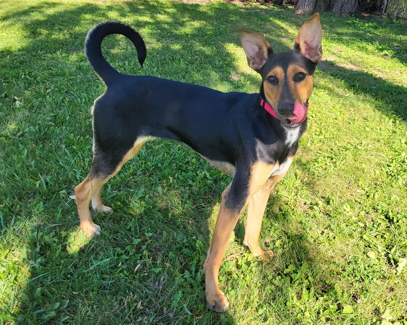 An adult medium-sized female Shepherd dog named Jenny Jones for adoption in Grayslake, IL