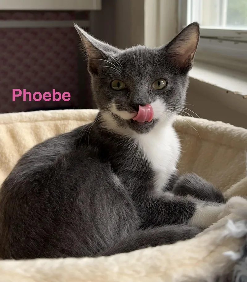 A baby medium-sized female Gray & White Domestic Short Hair cat named Phoebe for adoption in Montclair, NJ