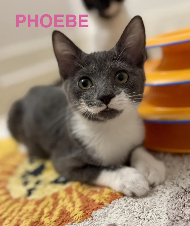 Phoebe thumbnail 2