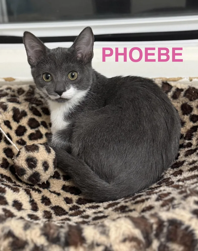 Phoebe thumbnail 3
