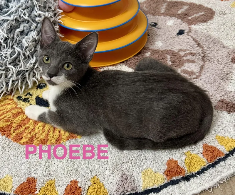 Phoebe thumbnail 4