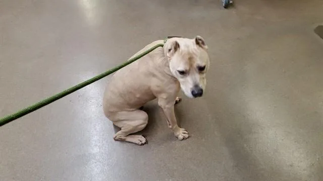 A senior large-sized female Pit Bull Terrier dog named Angel for adoption in Aurora, IL