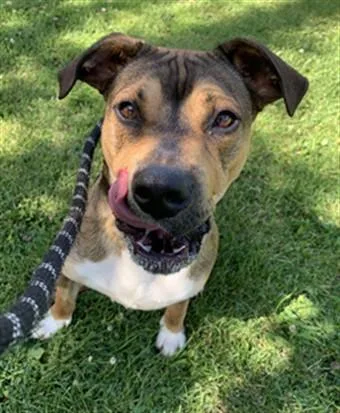 A young medium-sized male Boxer dog named Stitch for adoption in Aliquippa, PA