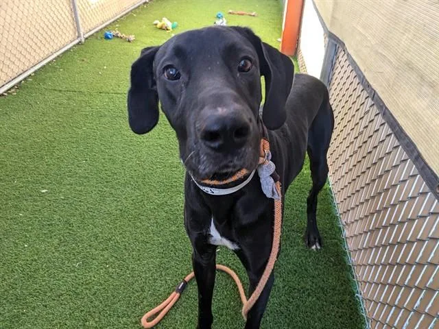 A young large-sized male Great Dane dog named Loki for adoption in Mesa, AZ