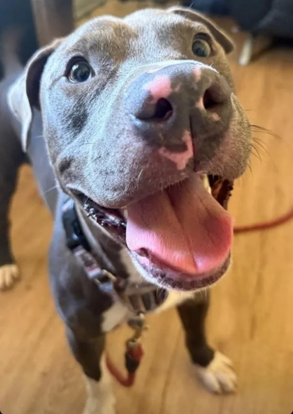 A young large-sized male Mixed Breed dog named Gator for adoption in Austin, TX