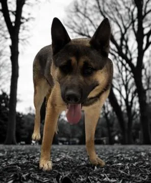 An adult large-sized male German Shepherd Dog dog named Pablo for adoption in San Pedro, CA