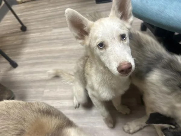 A young small-sized male Siberian Husky dog named Charles for adoption in Oceanside, CA