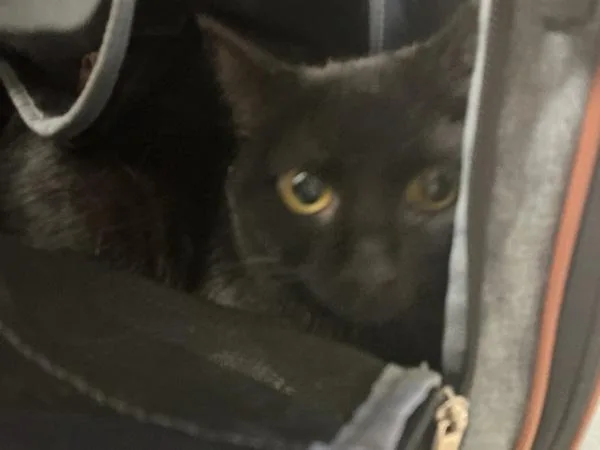 A young small-sized male Domestic Short Hair cat named Sweet Boo for adoption in Virginia Beach, VA