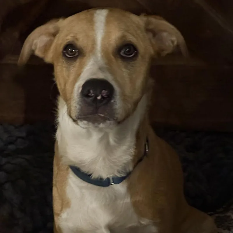 Flea Courtesy Listing