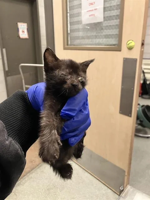 A baby medium-sized female Domestic Short Hair cat named Issabelle for adoption in Dallas, TX