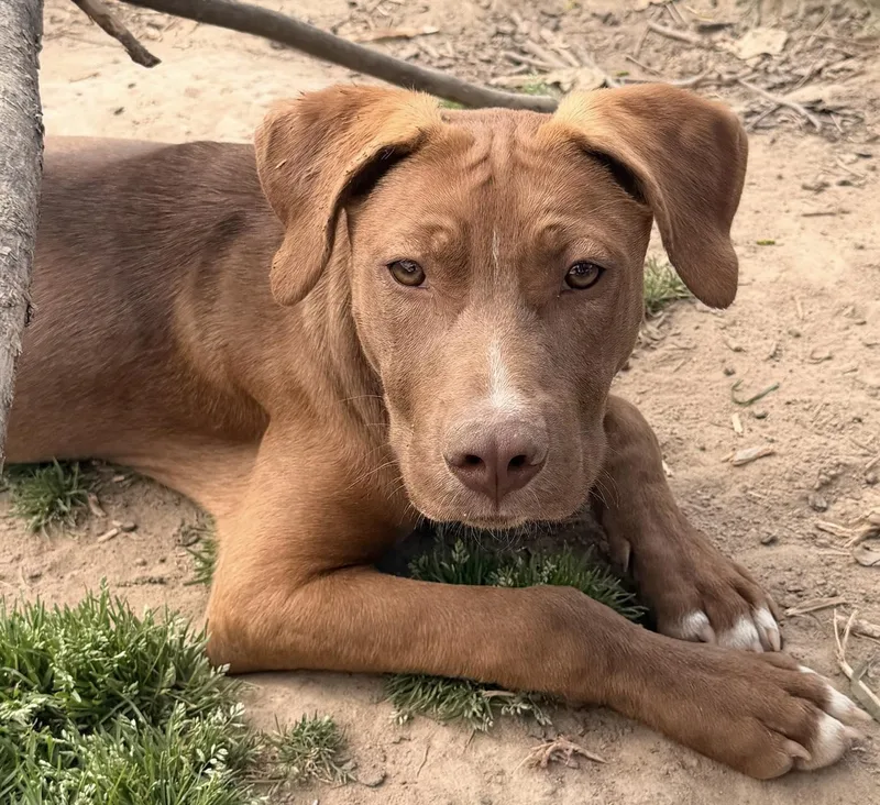 A baby medium-sized male Red / Chestnut / Orange Boxer dog named Monty for adoption in Calera, AL