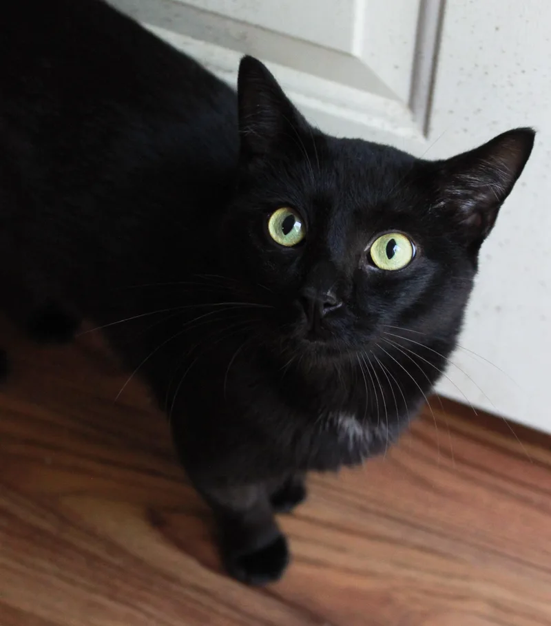 An adult medium-sized male Domestic Short Hair cat named Coal for adoption in Ona, WV