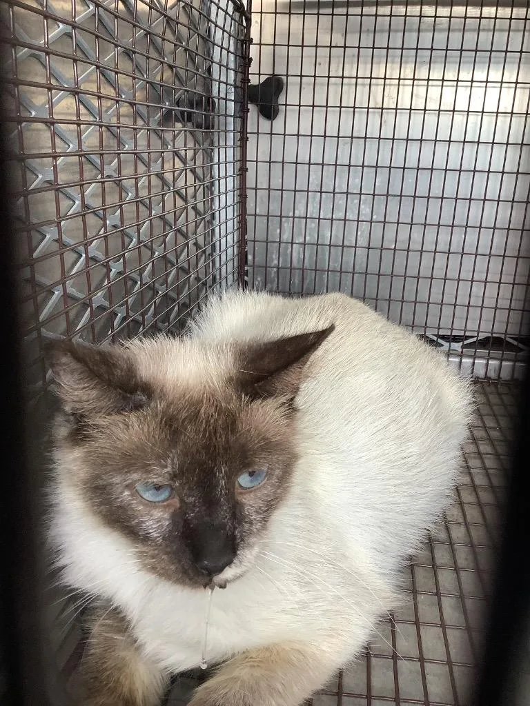 A young small-sized female Domestic Short Hair cat named Brock for adoption in New Braunfels, TX