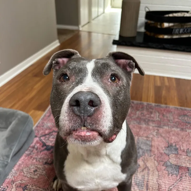 An adult large-sized male Pit Bull Terrier dog named Lenny for adoption in Midland, MI