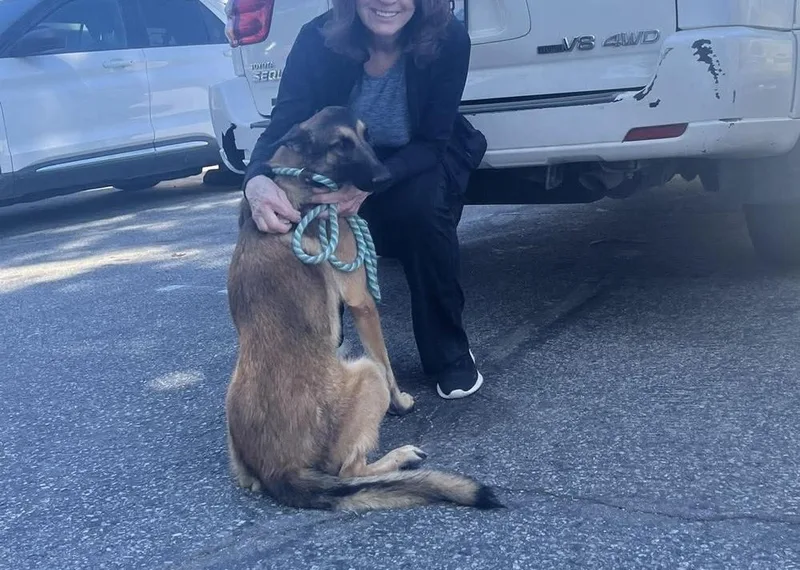 A young large-sized male Belgian Shepherd / Malinois dog named Harrison  Located in for adoption in BELLINGHAM, WA