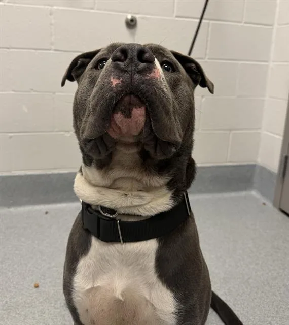 An adult large-sized male Pit Bull Terrier dog named Timmy for adoption in Indianapolis, IN