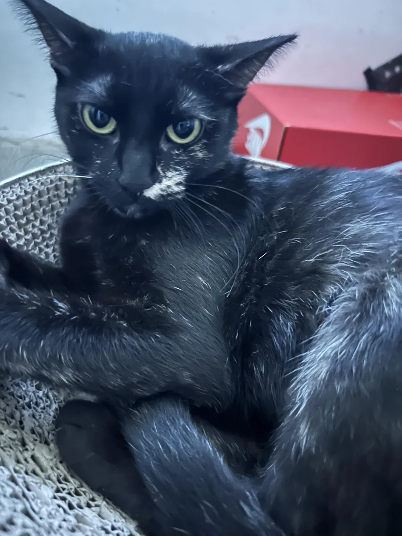 A young medium-sized female Tortoiseshell Domestic Short Hair cat named Milky for adoption in Los Angeles, CA