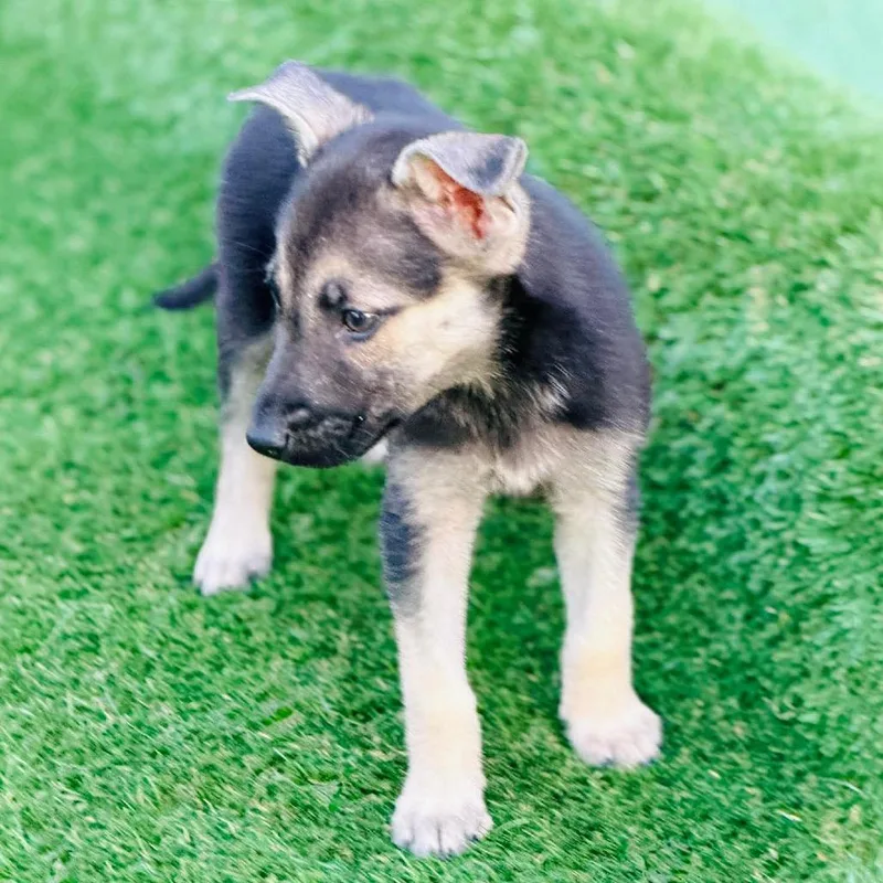 Flare