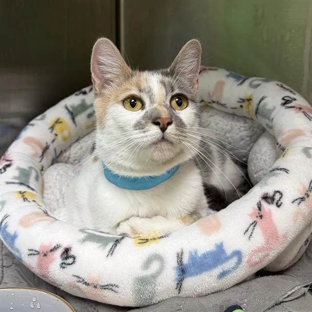A young small-sized female Domestic Short Hair cat named Sophia for adoption in Centerville, MA