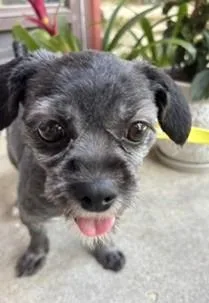 An adult small-sized female Shih Tzu dog named Leia for adoption in Palatine, IL