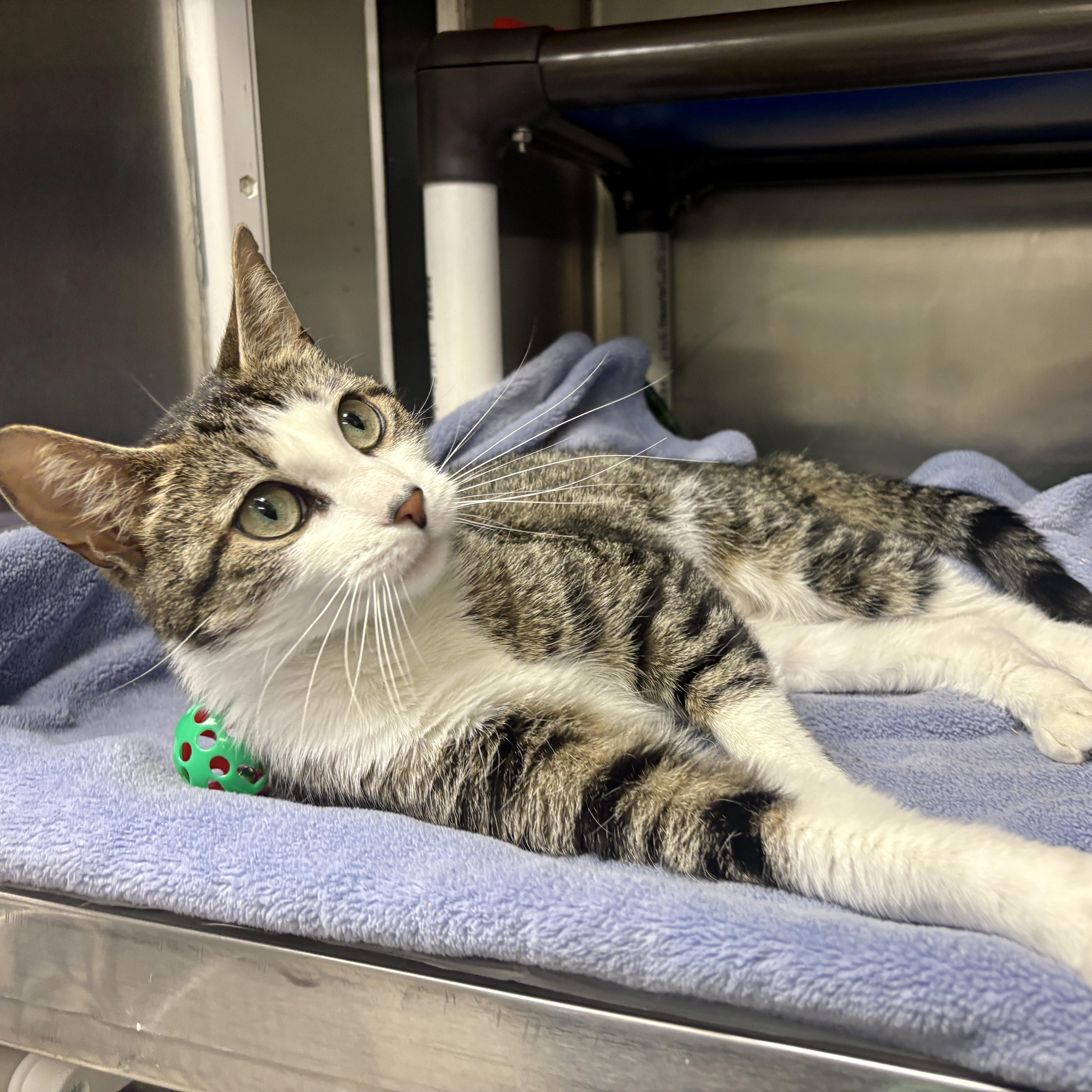 A young medium-sized female Tabby (Buff / Tan / Fawn) Domestic Short Hair cat named Tulip for adoption in Beacon, NY