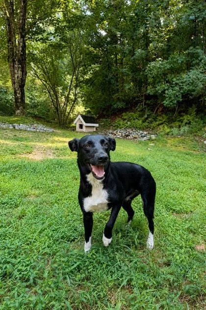 An adult medium-sized female Mountain Cur dog named Fig for adoption in Dahlonega, GA